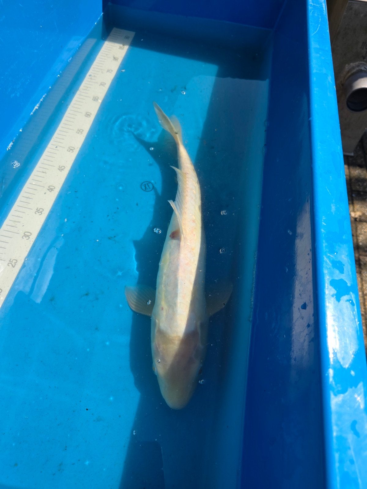 Leuke koi ca 50 cm, Karper of Koi
