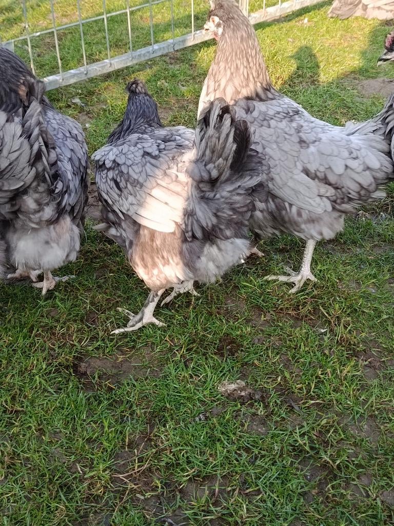 Blauwe eierleggende kippen te koop, Dieren en Toebehoren, Pluimvee, Meerdere dieren, Kip