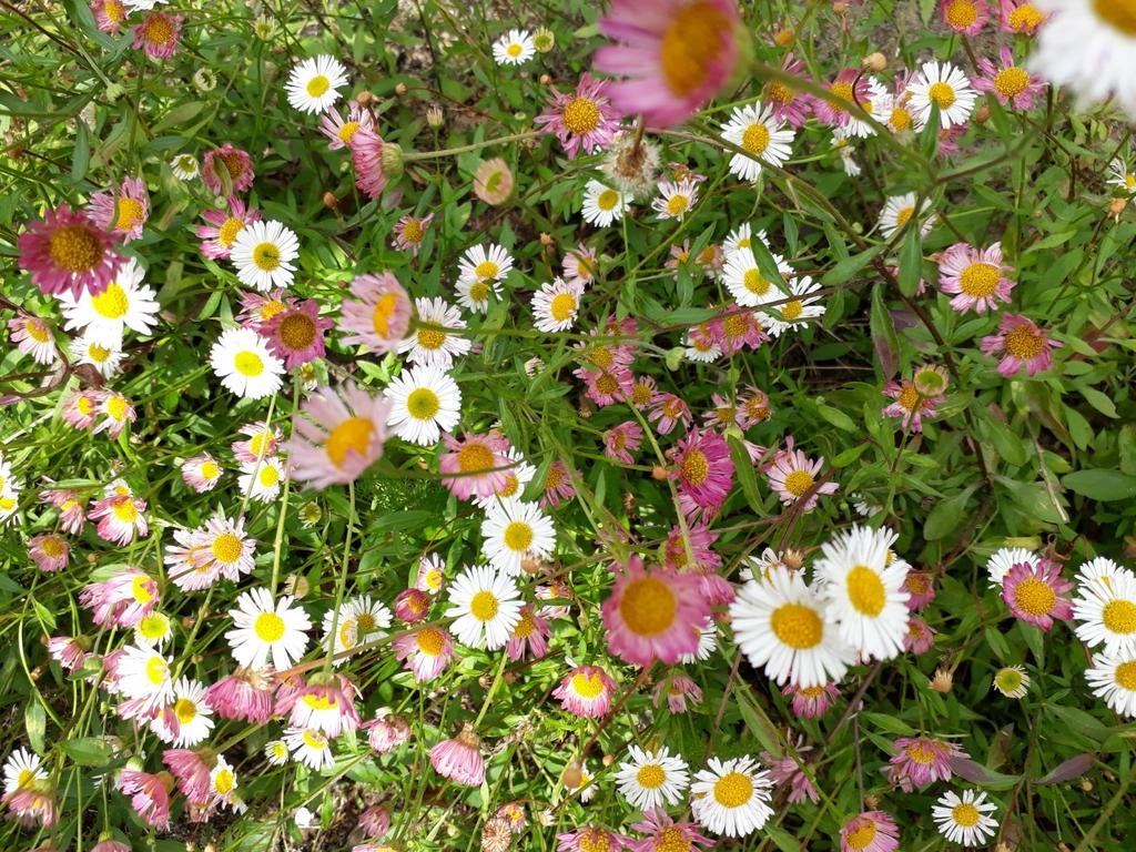 Erigeron karvinskianus - Mexicaans madeliefje, Bodembedekkers, Volle zon, Vaste plant, Ophalen of Verzenden