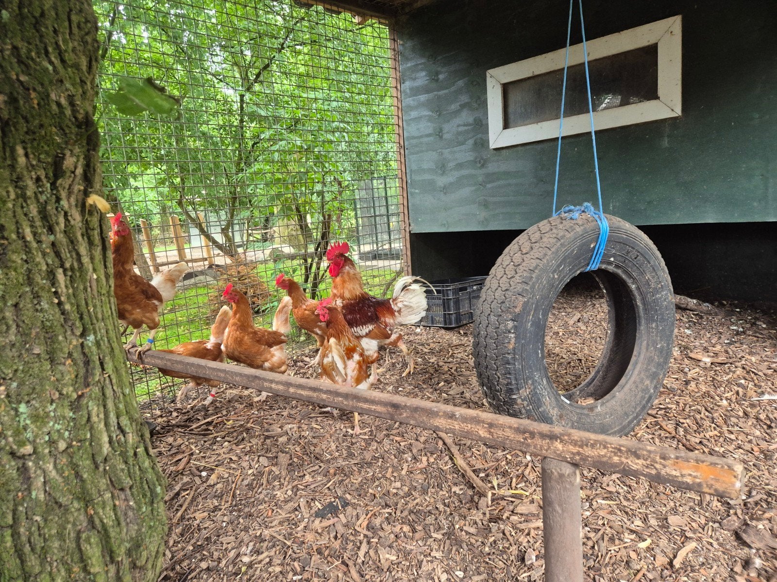 Legkippen met haan, Dieren en Toebehoren, Pluimvee, Meerdere dieren, Kip