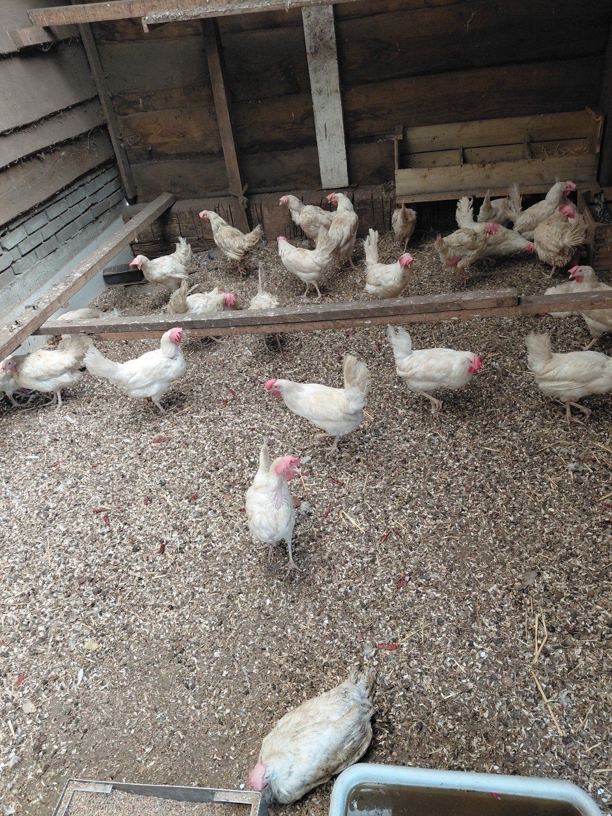 witte leghorn