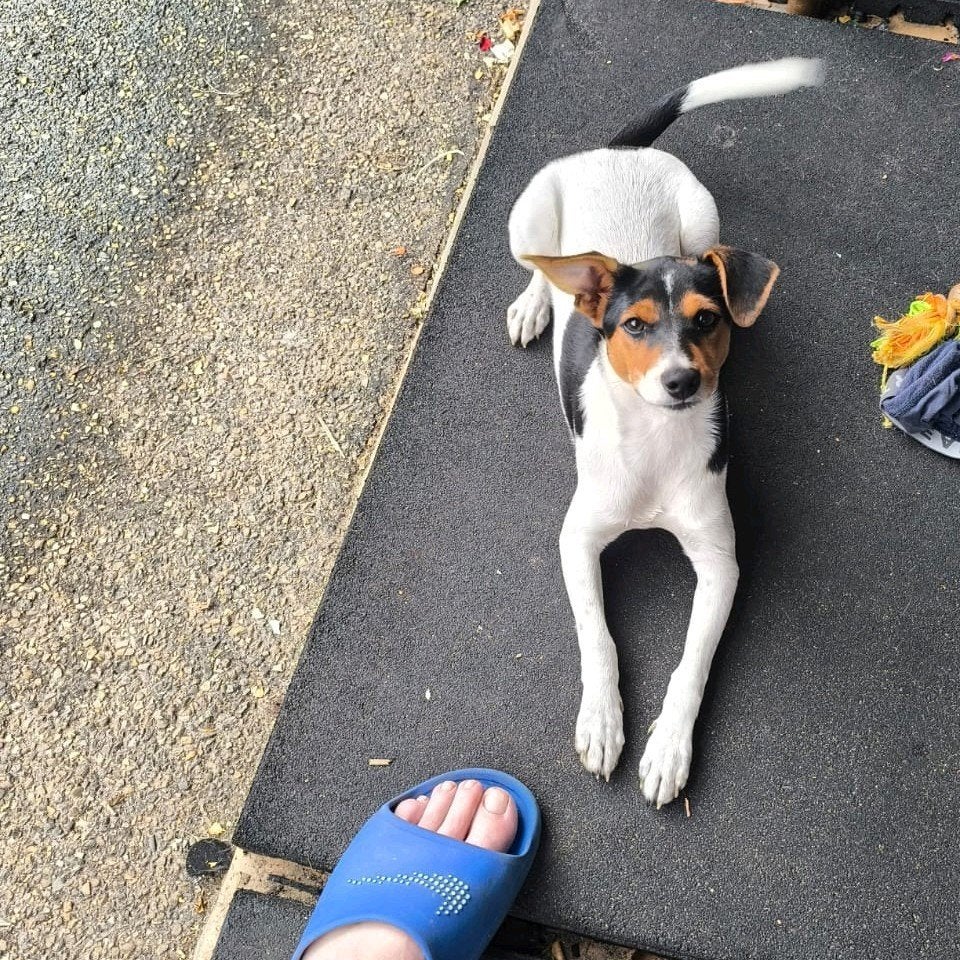 Boerenfox Teefje, Parvo, Jack Russell Terriër, 8 tot 15 weken, Teef