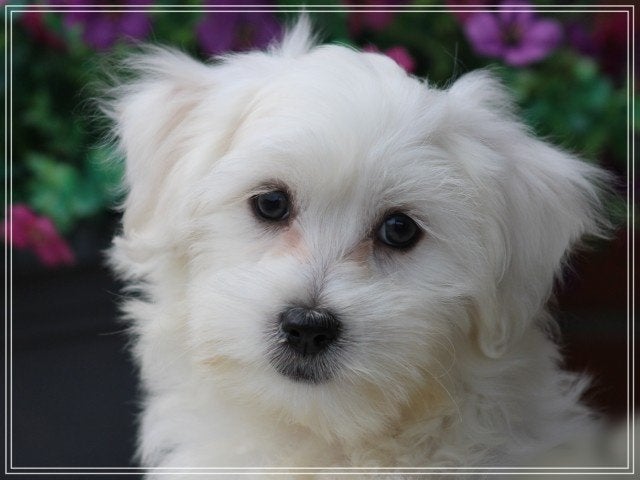 Vrolijke Maltezer pup., Maltezer, Nederland, Reu, 8 tot 15 weken