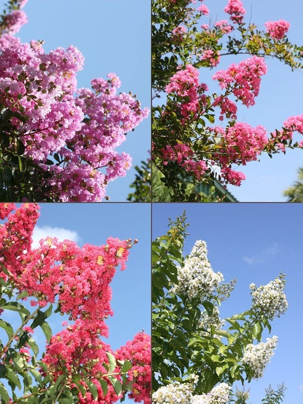 Verschillende lagerstroemia, Tuin en Terras, Overige soorten, Volle zon, Vaste plant, Ophalen of Verzenden