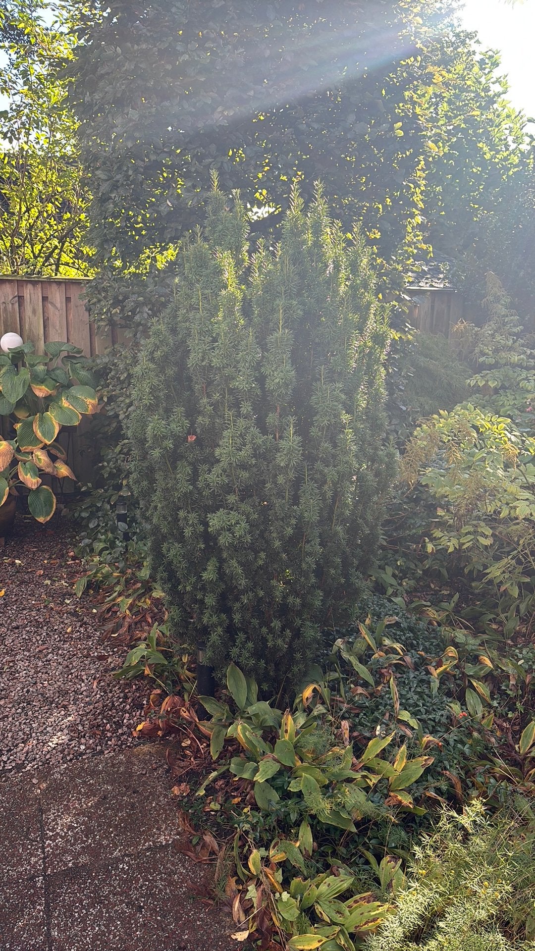 Taxus ong 190 cm hoog, Ophalen, Taxus