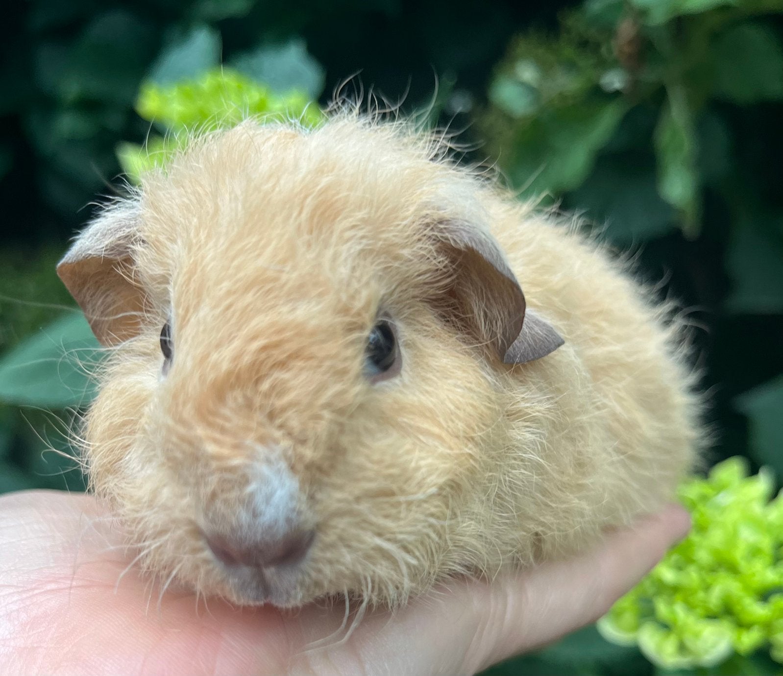 Lief creme beertje met Rex teddy vacht, Dieren en Toebehoren, Cavia, Mannelijk, Mei, Tam