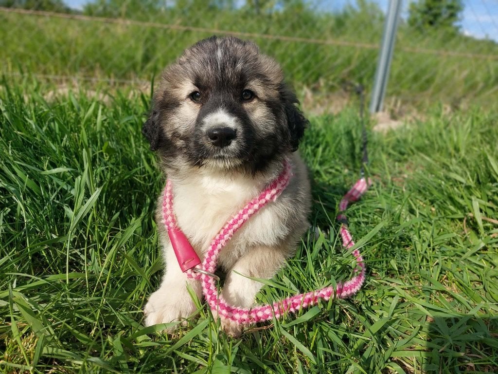 VRIENDELIJKE MENSGERICHTE PUPS ZOEKEN EEN THUIS, MIDDELMAAT, Dieren en Toebehoren, Honden | Niet-rashonden, Particulier, 15 weken tot 1 jaar