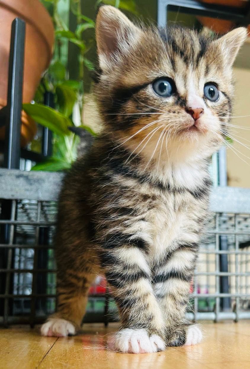 💕 Prachtige Britse Korthaar kittens! 💕, Dieren en Toebehoren, Katten en Kittens | Overige Katten, Meerdere dieren