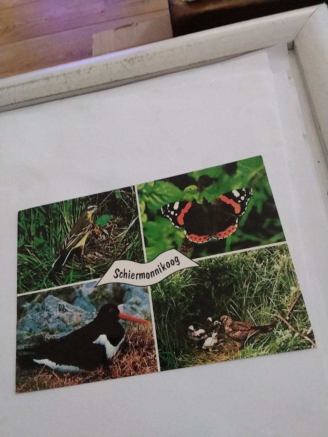Oude ansichtkaart Schiermonnikoog - 1977, Ophalen of Verzenden, Gelderland