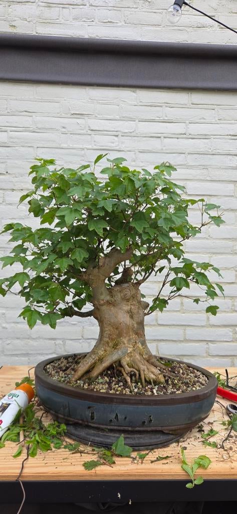 Acer buergerianum Bonsai, 35 jaar oud, Ophalen of Verzenden, Overige soorten, Halfschaduw