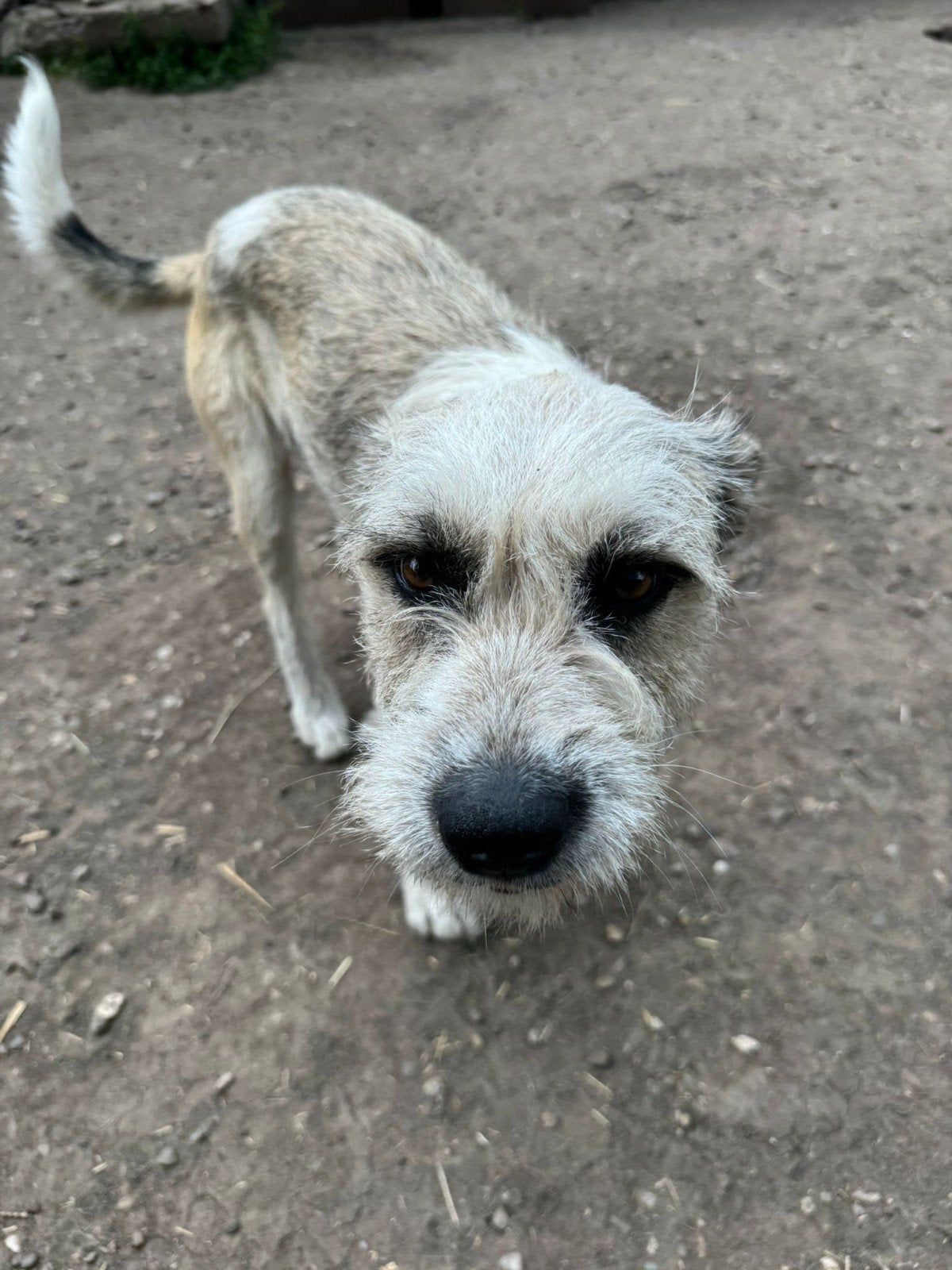 Daisy is ter adoptie!, Dieren en Toebehoren, Handelaar, 1 tot 2 jaar, Buitenland, Teef