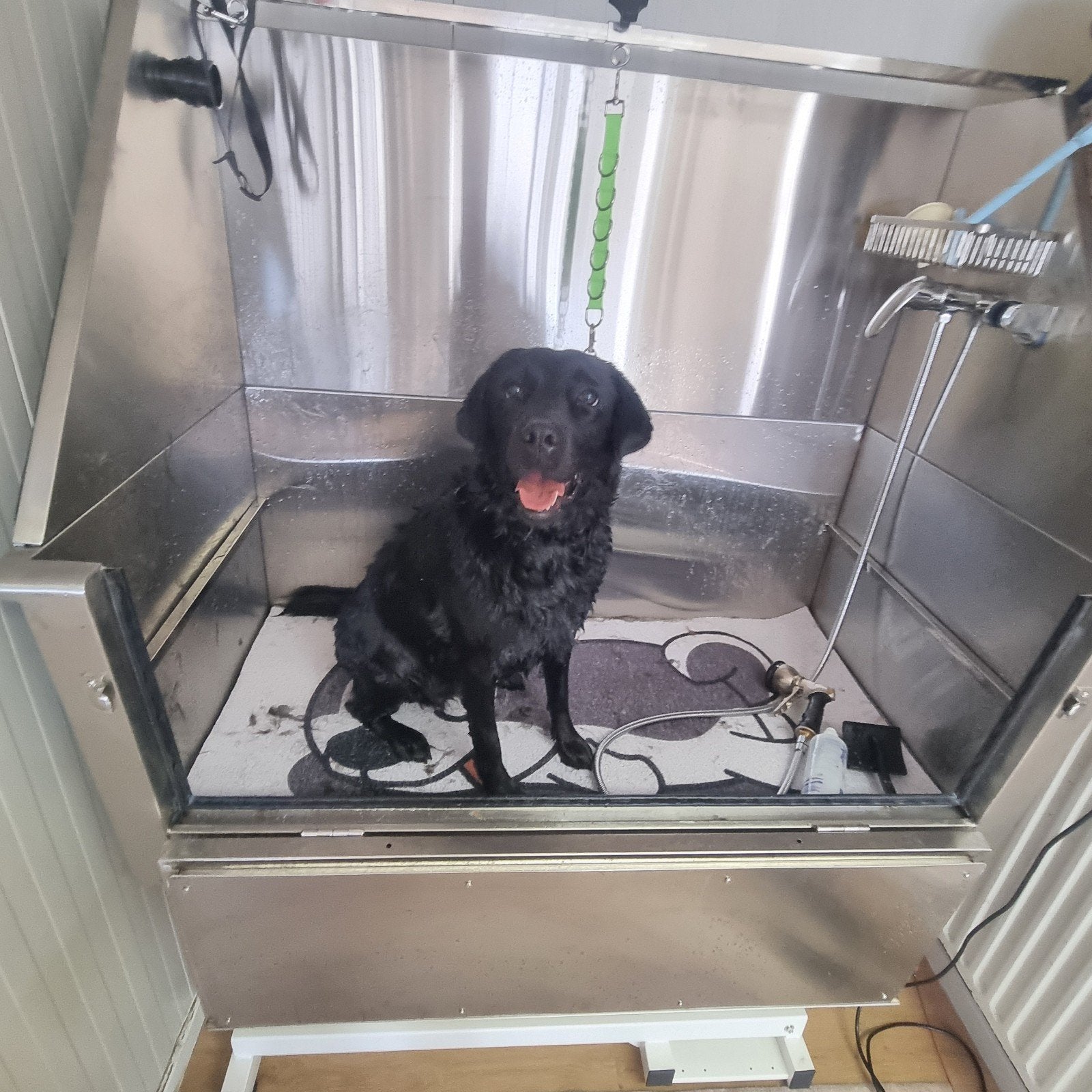 Honden boomer maltezer doodle trimmer hondenkapper, Dieren en Toebehoren, Ophalen
