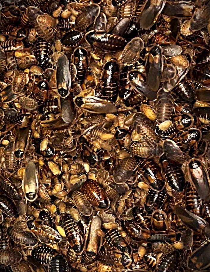 Blaptica Dubia Kakkerlakken – Alle maten beschikbaar, Overige soorten, 0 tot 2 jaar