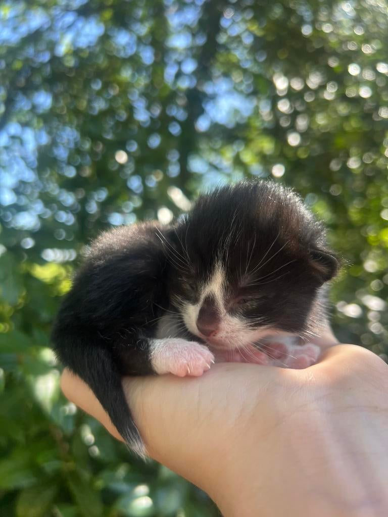 Super mooie en lieve kittens, Dieren en Toebehoren, Katten en Kittens | Overige Katten, Meerdere dieren, Kortharig, 0 tot 2 jaar