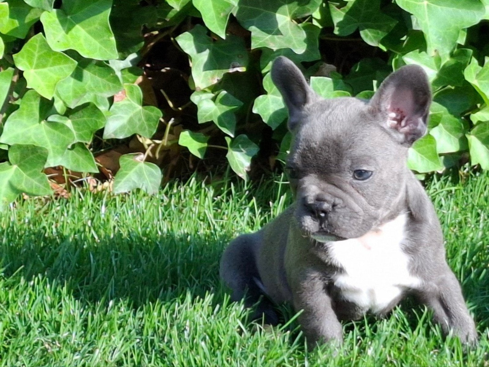 Franse bulldog pups, Dieren en Toebehoren, Honden | Bulldogs, Pinschers en Molossers, 8 tot 15 weken, Parvo, Bulldog, Meerdere