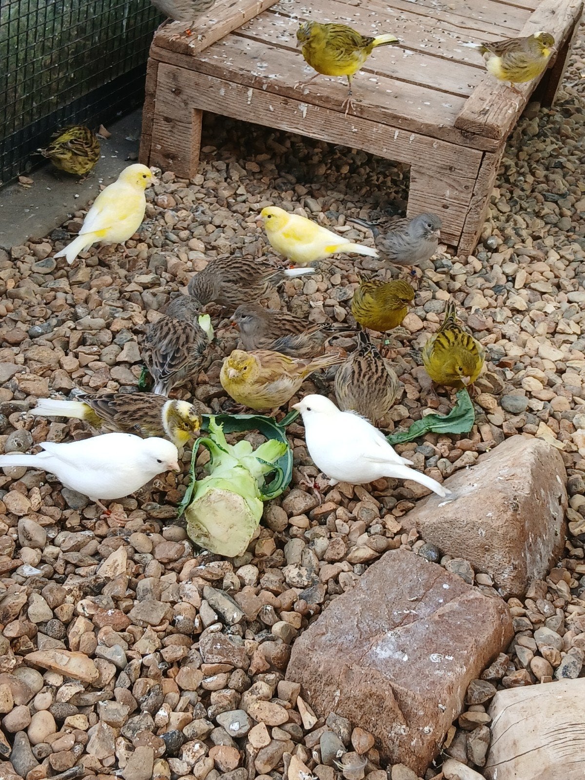 Fife fancykanaries, Dieren en Toebehoren, Meerdere dieren, Postuurkanarie