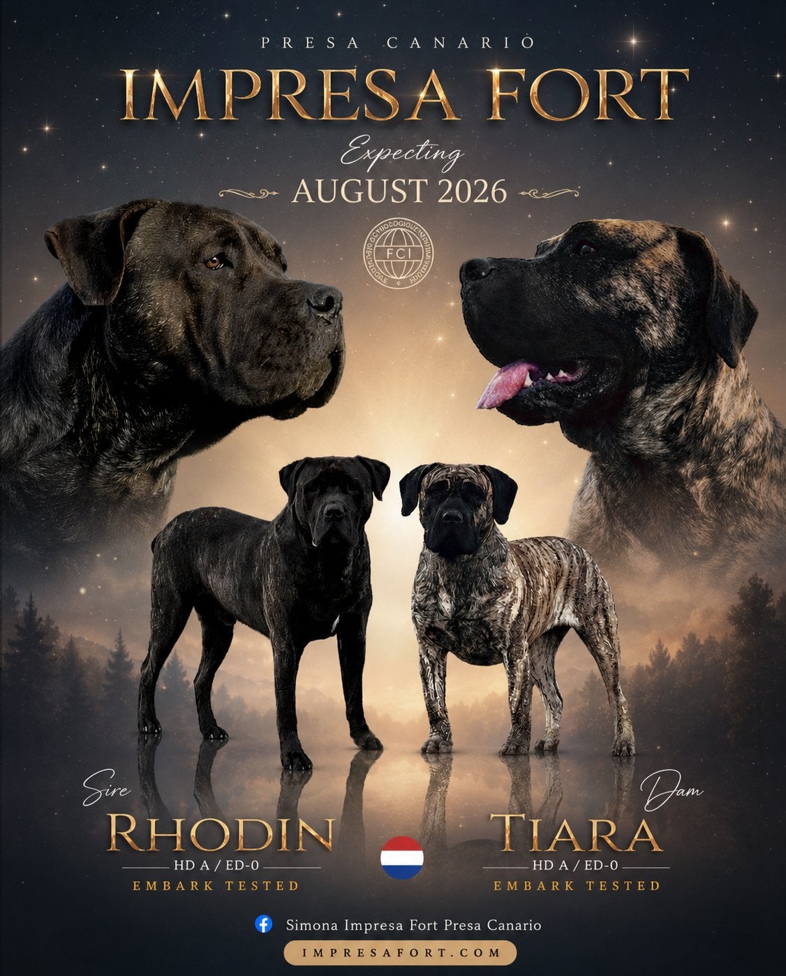 Verwacht! Presa Canario pups FCI, Parvo, Nederland, Overige rassen, 8 tot 15 weken