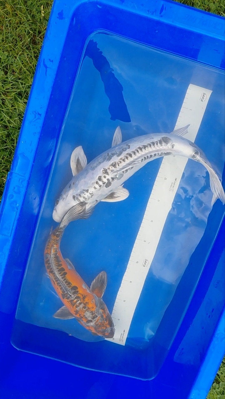 2 Doitsu koikarper, Karper of Koi