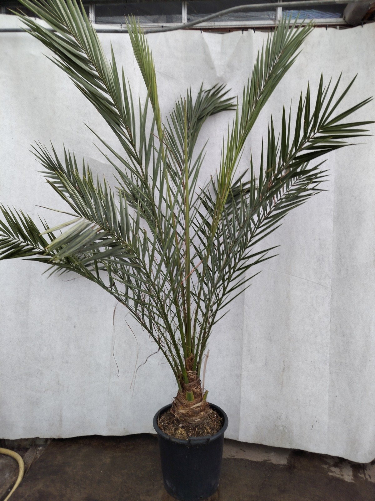 Phoenix Canariensis - Canarische dadelpalm 3m hoog, Overige soorten, 100 tot 250 cm, Zomer, Ophalen