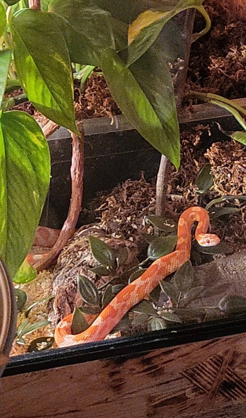 2 Rattenslangen Rat Snake photo 5