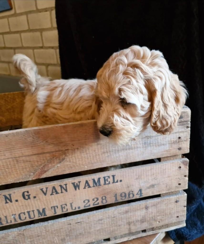 Prachtige Goldendoodle/Labradoodle Teefje te koop, Parvo, Overige rassen, 8 tot 15 weken, Meerdere