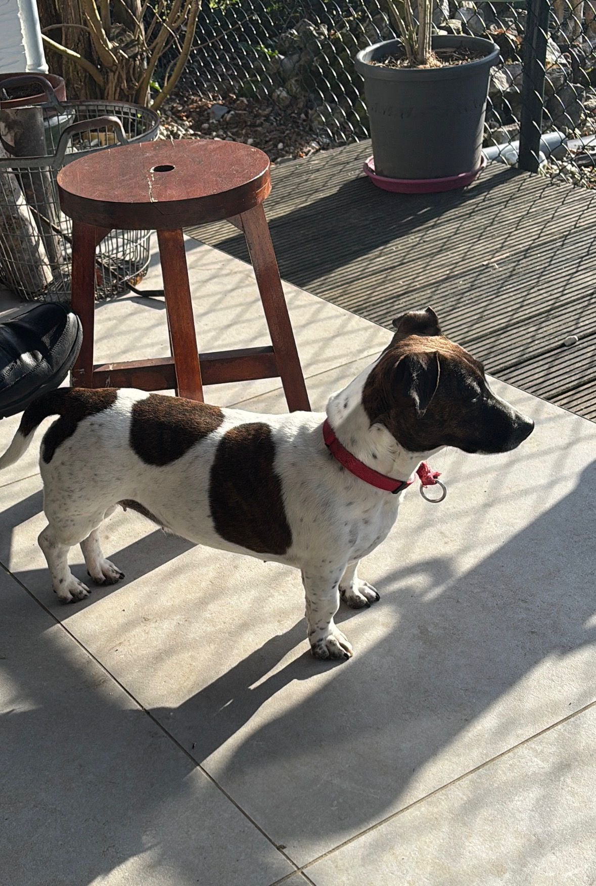 Jackrussel puppy’s verwacht, laagbenig en gladharig, Dieren en Toebehoren, Parvo, Jack Russell Terriër, 8 tot 15 weken, Meerdere