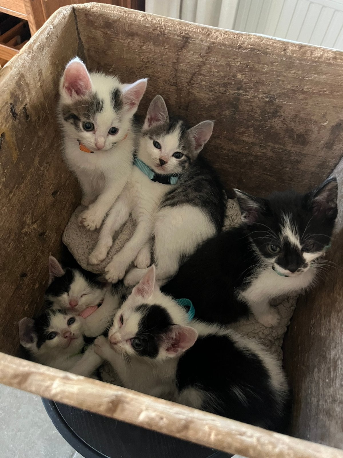 🤍 Super lieve kittens, mogen verhuizen 🤍, Meerdere dieren