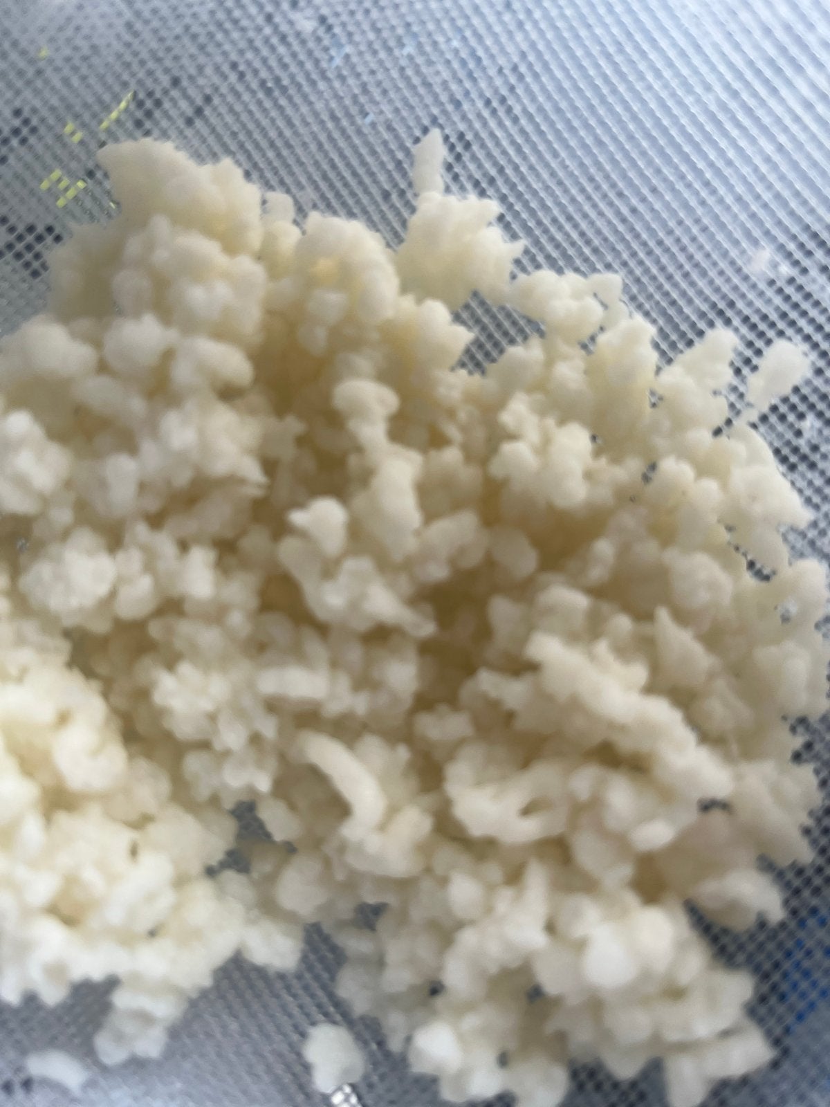 Kefir korrels 25 gram, Diversen, Levensmiddelen, Ophalen