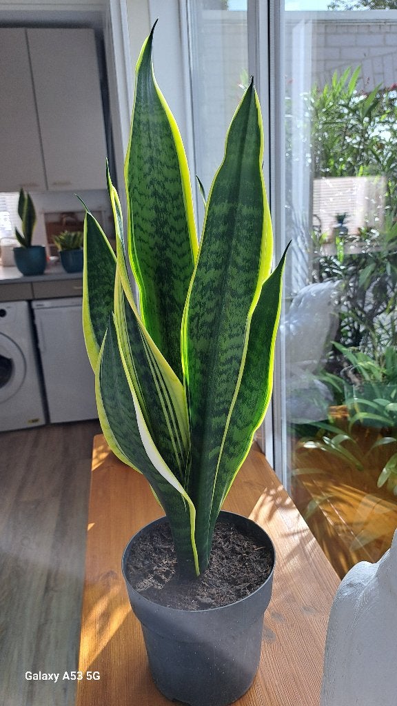 Sanseveria Trifasciata, Ophalen, Vetplant, Halfschaduw, Minder dan 100 cm