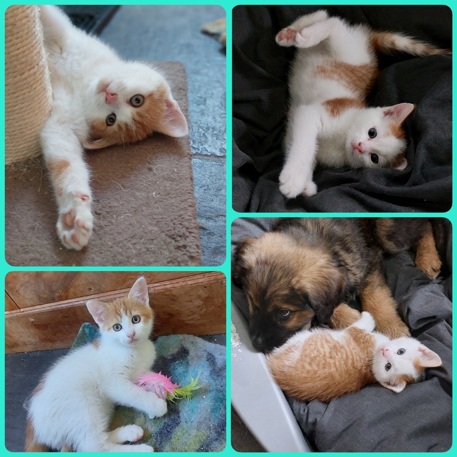 De liefste kittens van de boerderij, Meerdere dieren, Kortharig, 0 tot 2 jaar