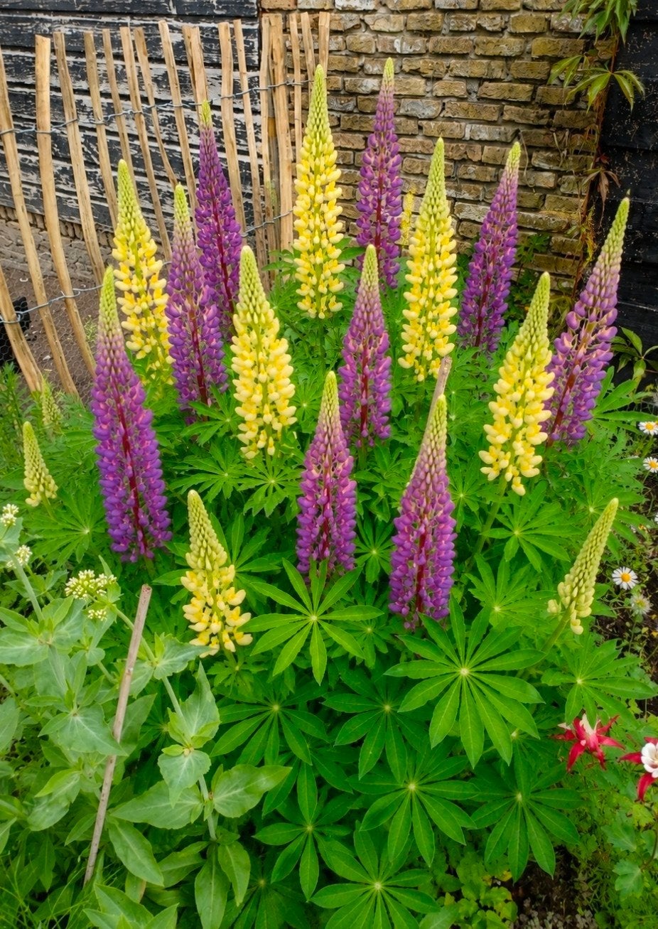 Lupine mix, Ophalen of Verzenden, Volle zon, Zaad