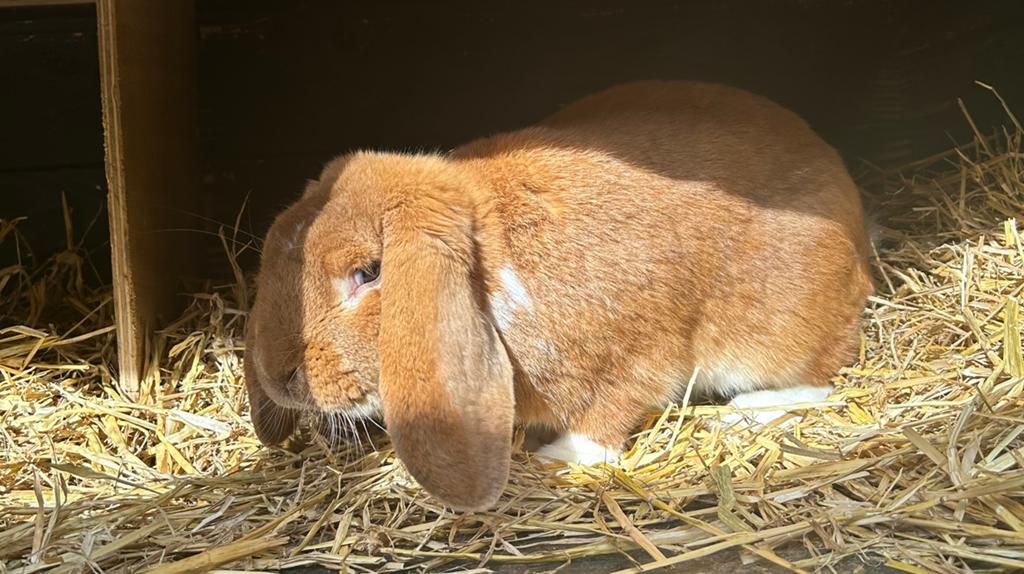 Raszuivere franse hangoor, Dieren en Toebehoren, Konijnen, Mannelijk, Groot, Hangoor, 0 tot 2 jaar