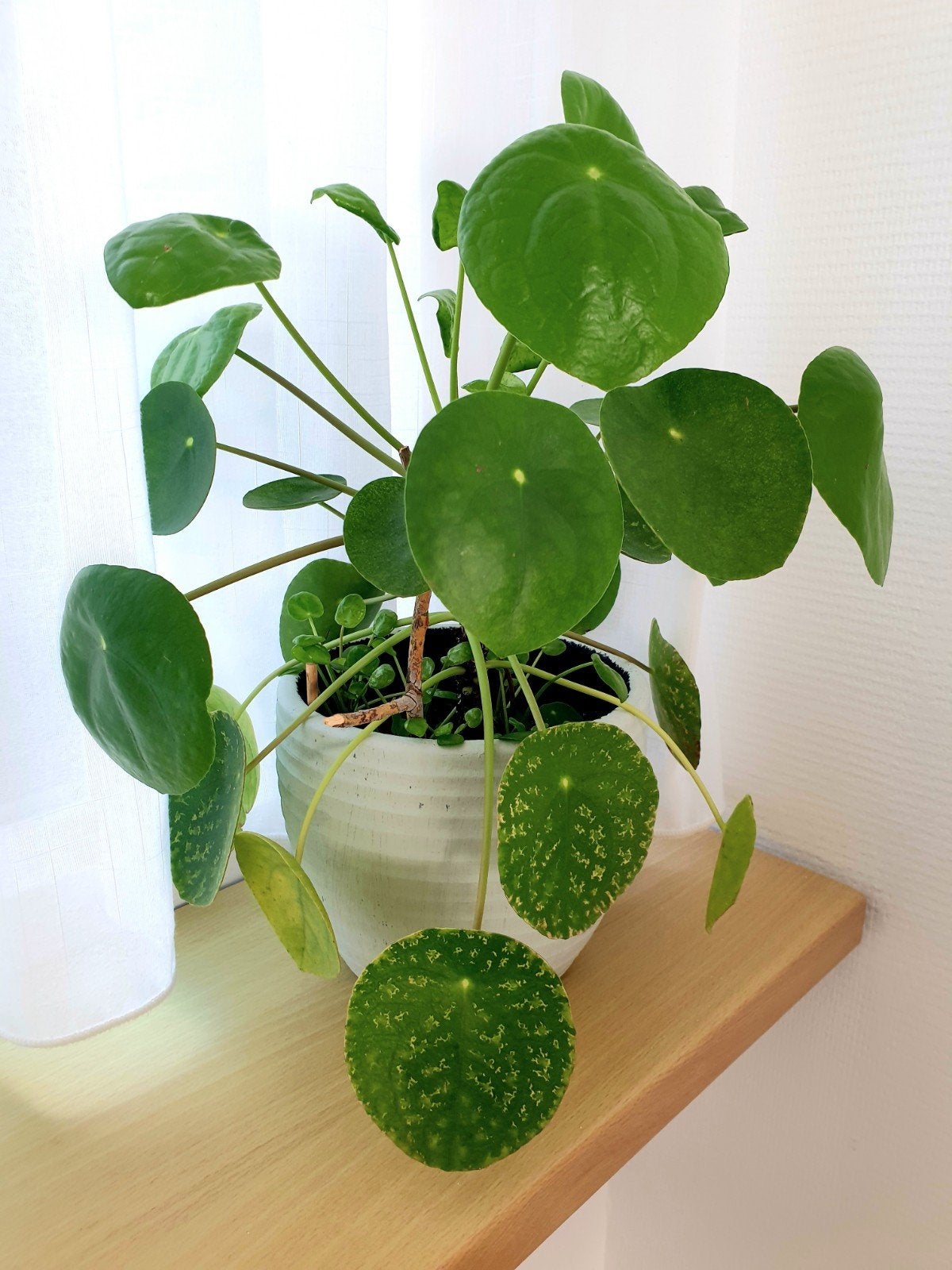 Pannenkoekenplant (Pilea Peperomioides) - Diverse maten, Ophalen, Overige soorten, Halfschaduw, In pot
