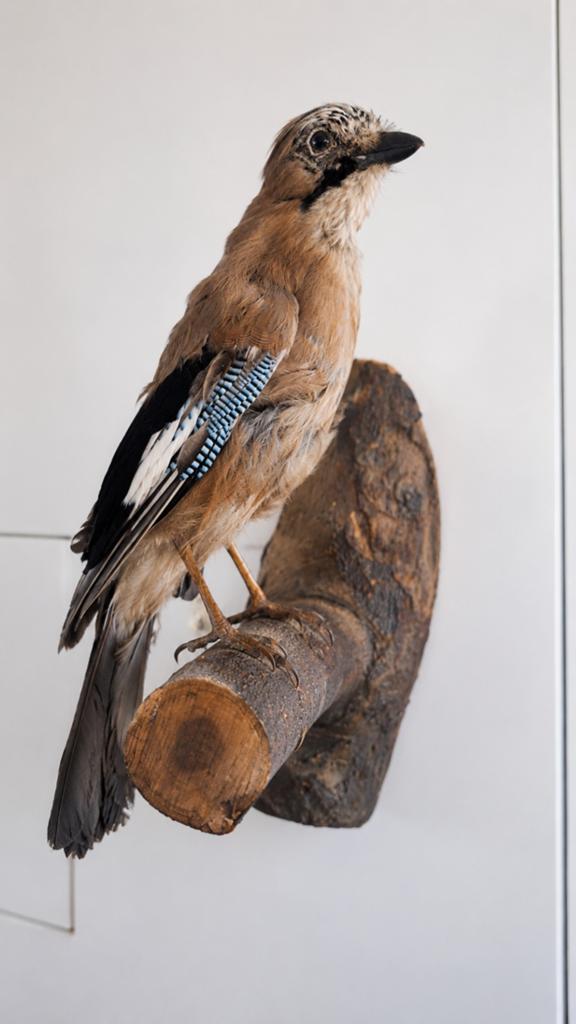 Opgezette Vlaamse gaai op tak wanddeco – vintage taxidermie, Antiek en Kunst, Verzenden