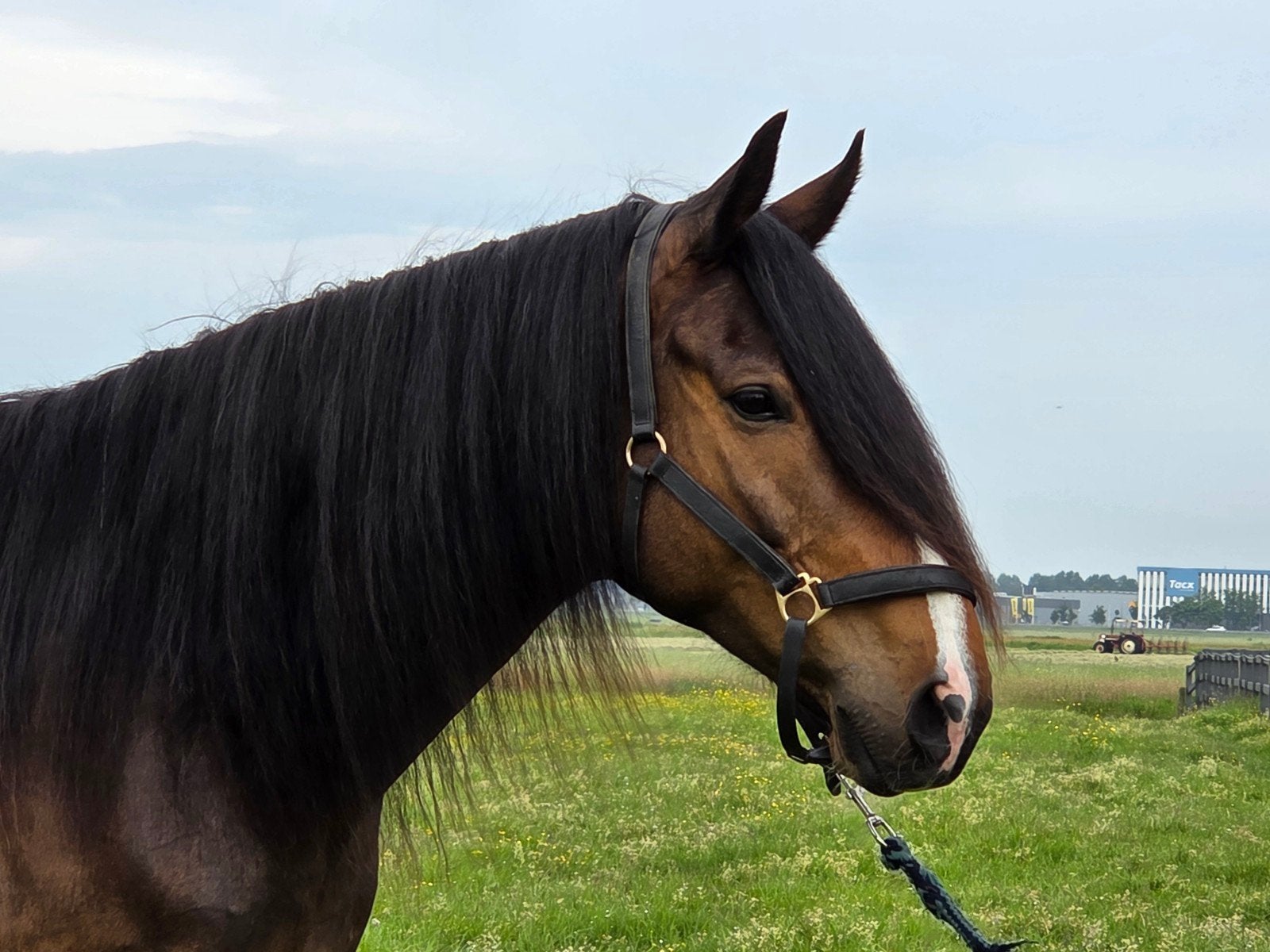 Werklustige 6 jarige ruin, Ruin, Recreatiepaard, 3 tot 6 jaar