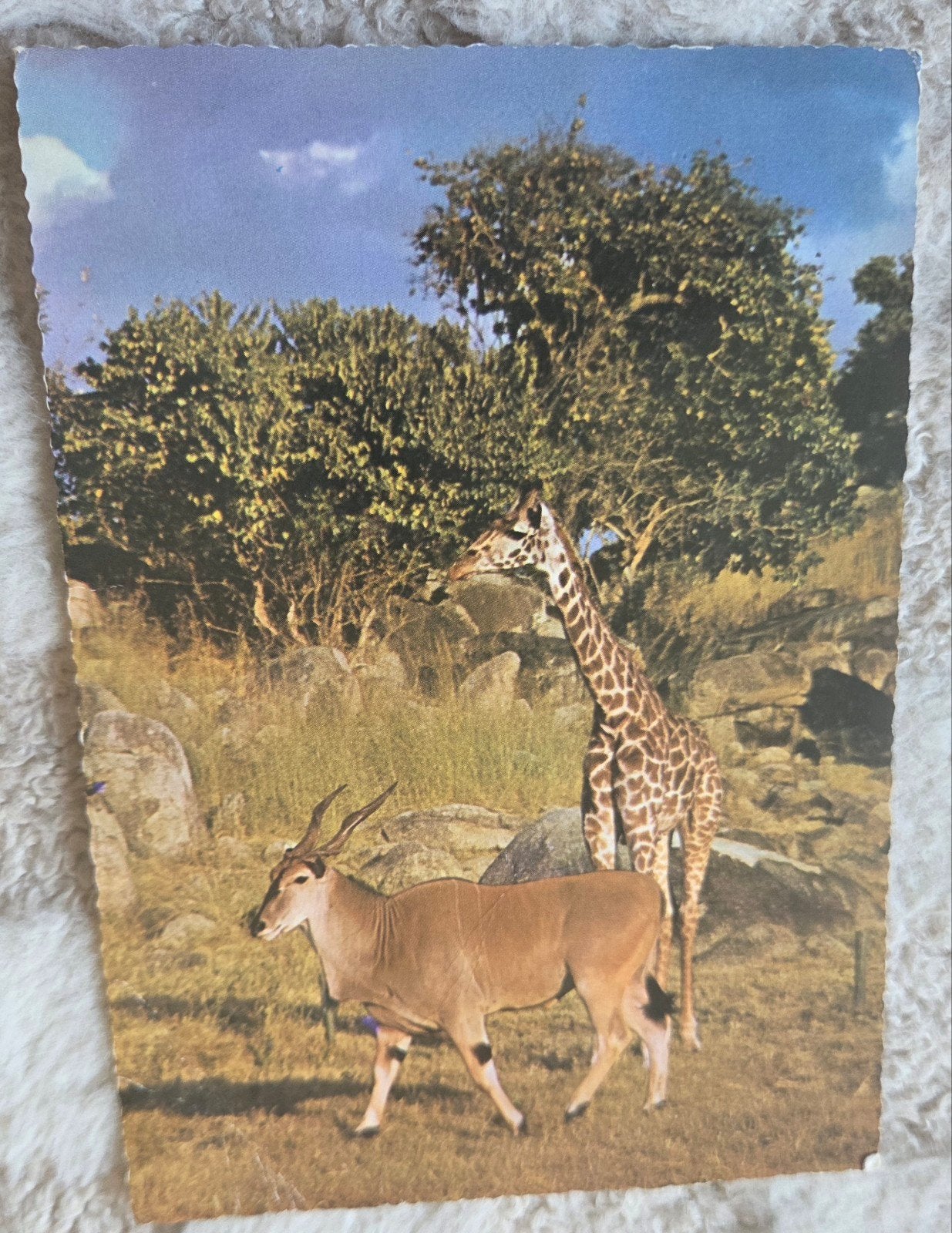 Vintage Ansichtkaart: Giraffe en Eland in Afrika (1969), Verzenden, 1960 tot 1980, Gelopen, Wild dier