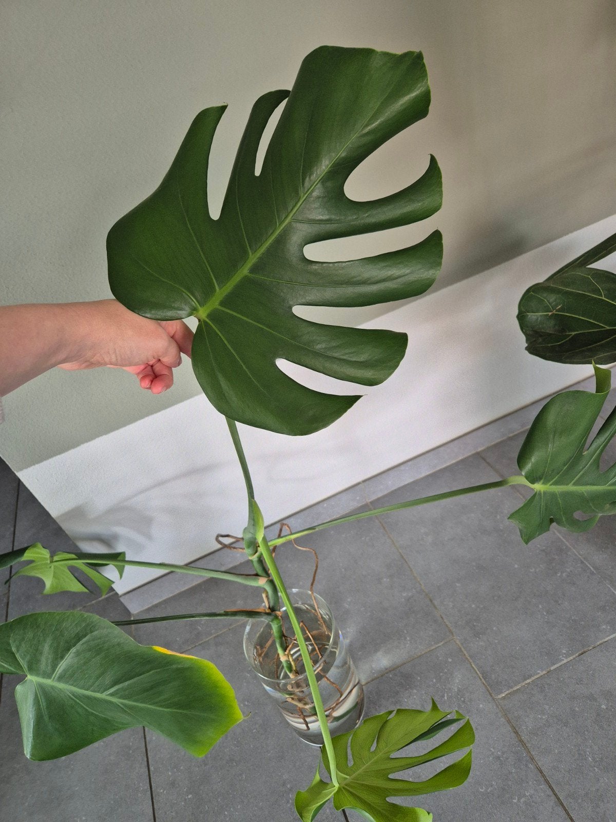 Grote monstera stek, Huis en Inrichting, Kamerplanten, Ophalen of Verzenden, Halfschaduw, Minder dan 100 cm