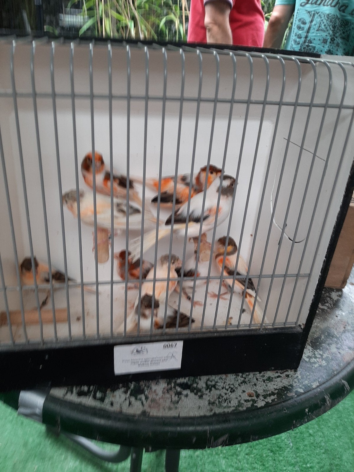 t.k. div mooie gekleurde koppels harlekijn kanaries 2025, Dieren en Toebehoren, Vogels | Kanaries, Meerdere dieren, Kleurkanarie