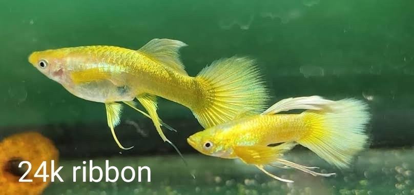 24K en 24K Ribbon tail guppen *** RASZUIVER ***, Vis, Zoetwatervis, Schoolvis