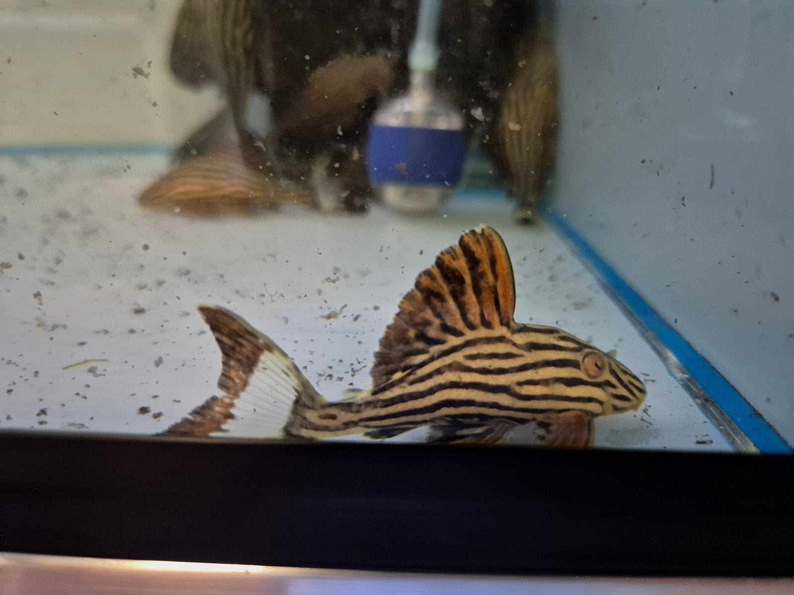 L027 B xingu royal pleco panaque armbrusteri, Dieren en Toebehoren, Vis, Zoetwatervis