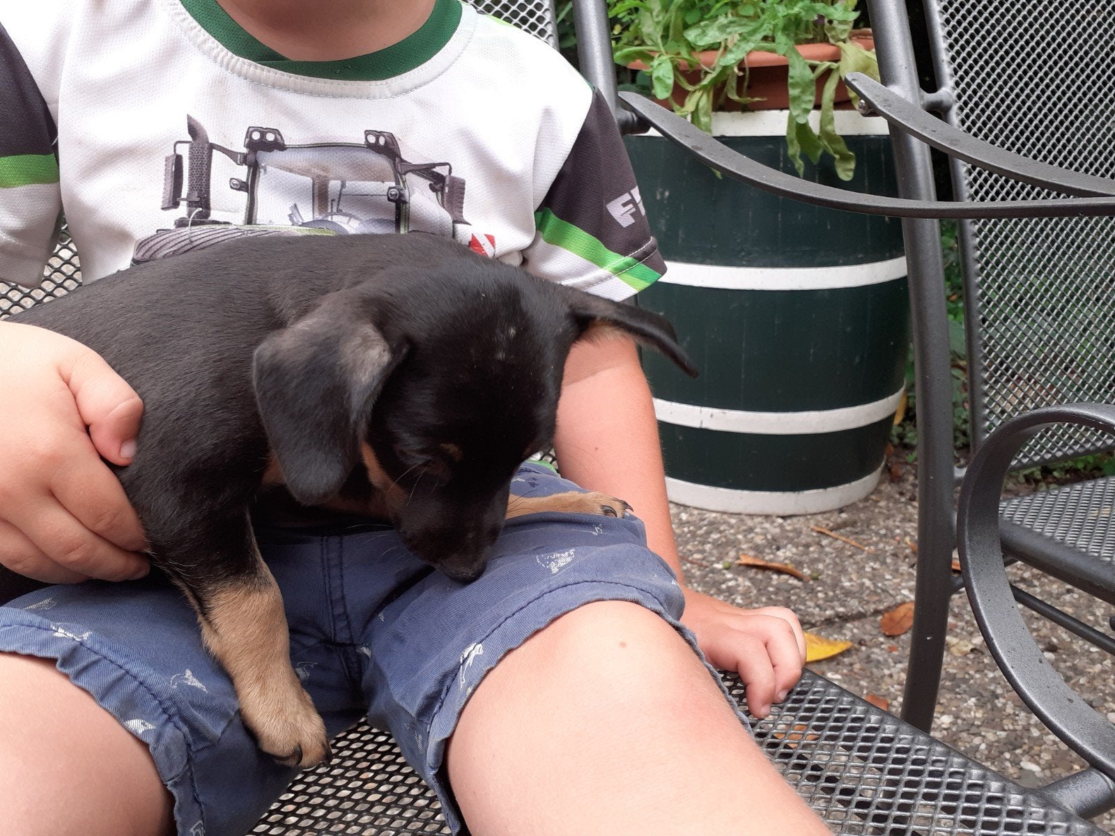 lieve Jack- russell/ boerenfox puppy's, Jack Russell Terriër, 8 tot 15 weken, Meerdere, Meerdere dieren