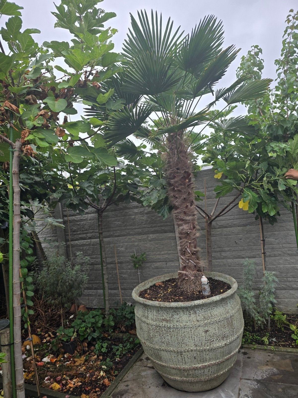 Winterhard palmboom wagnerianus in groot speciale pot., Tuin en Terras, Overige soorten, Volle zon, Vaste plant, Ophalen of Verzenden