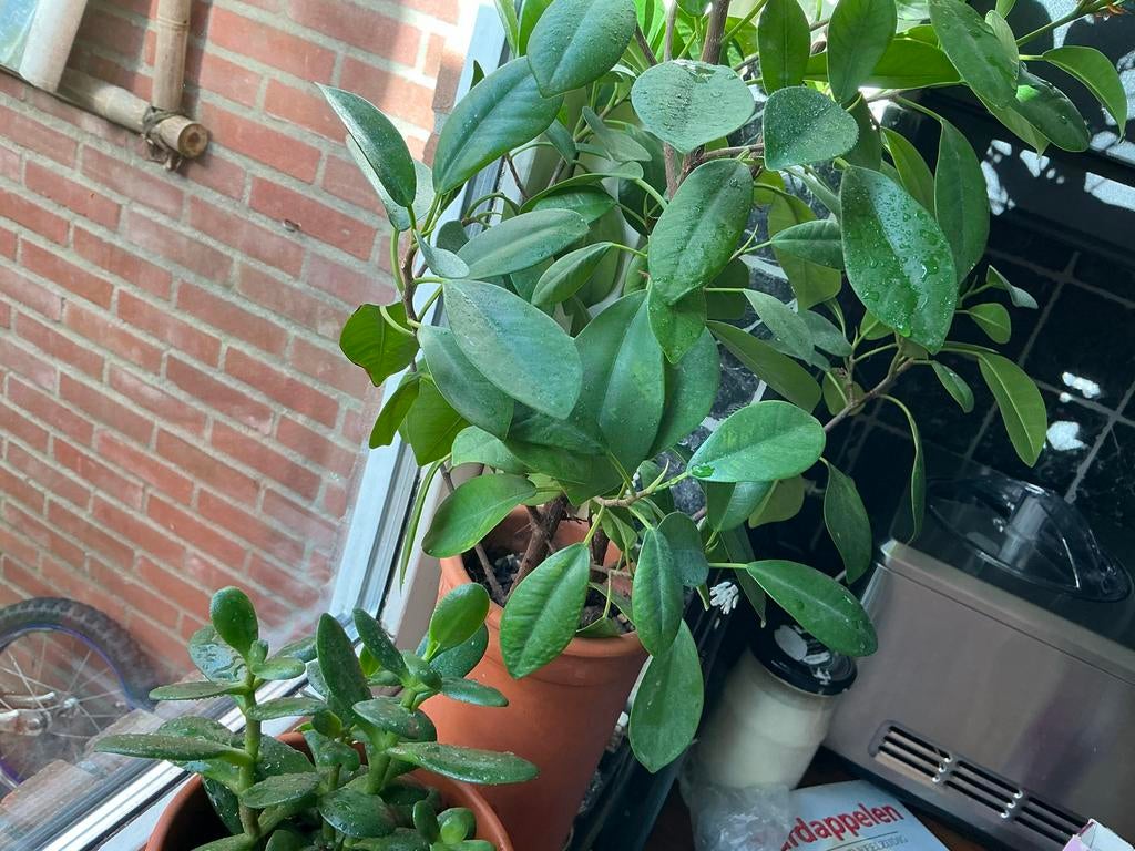 Ongewortelde stekken ficus microcarpa, Huis en Inrichting, Kamerplanten, Ficus, Ophalen of Verzenden, Minder dan 100 cm, Volle zon