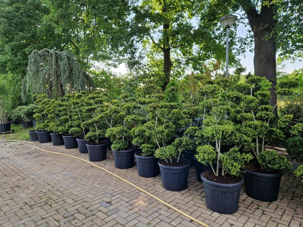 Ilex Crenata Bonsai - Japanse Hulst, Tuin en Terras, Planten | Tuinplanten, Ophalen
