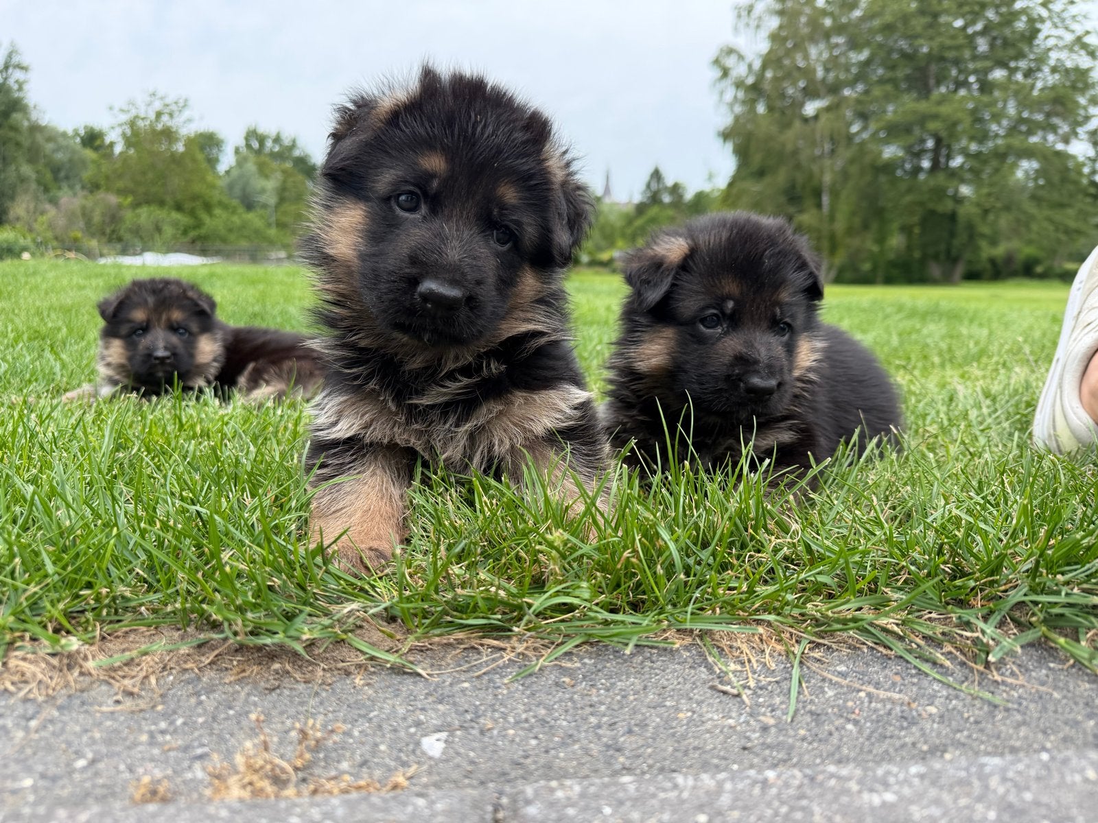 Duitse herder pups met stamboom, Dieren en Toebehoren, Honden | Herdershonden en Veedrijvers, Meerdere dieren, Herder, Fokker | Hobbymatig