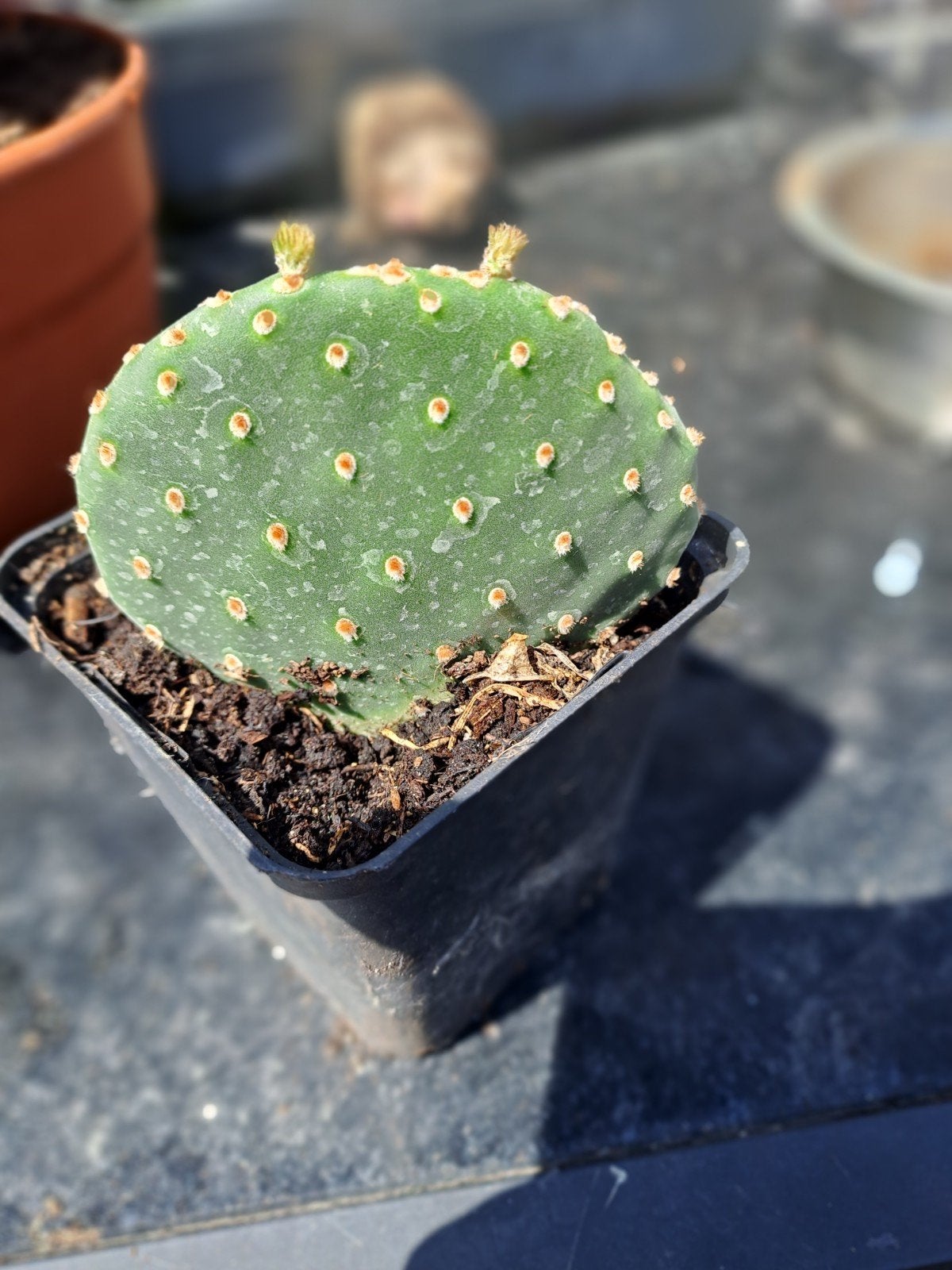 Opuntia microdasys malena, Ophalen, Minder dan 100 cm, Overige soorten, Zomer