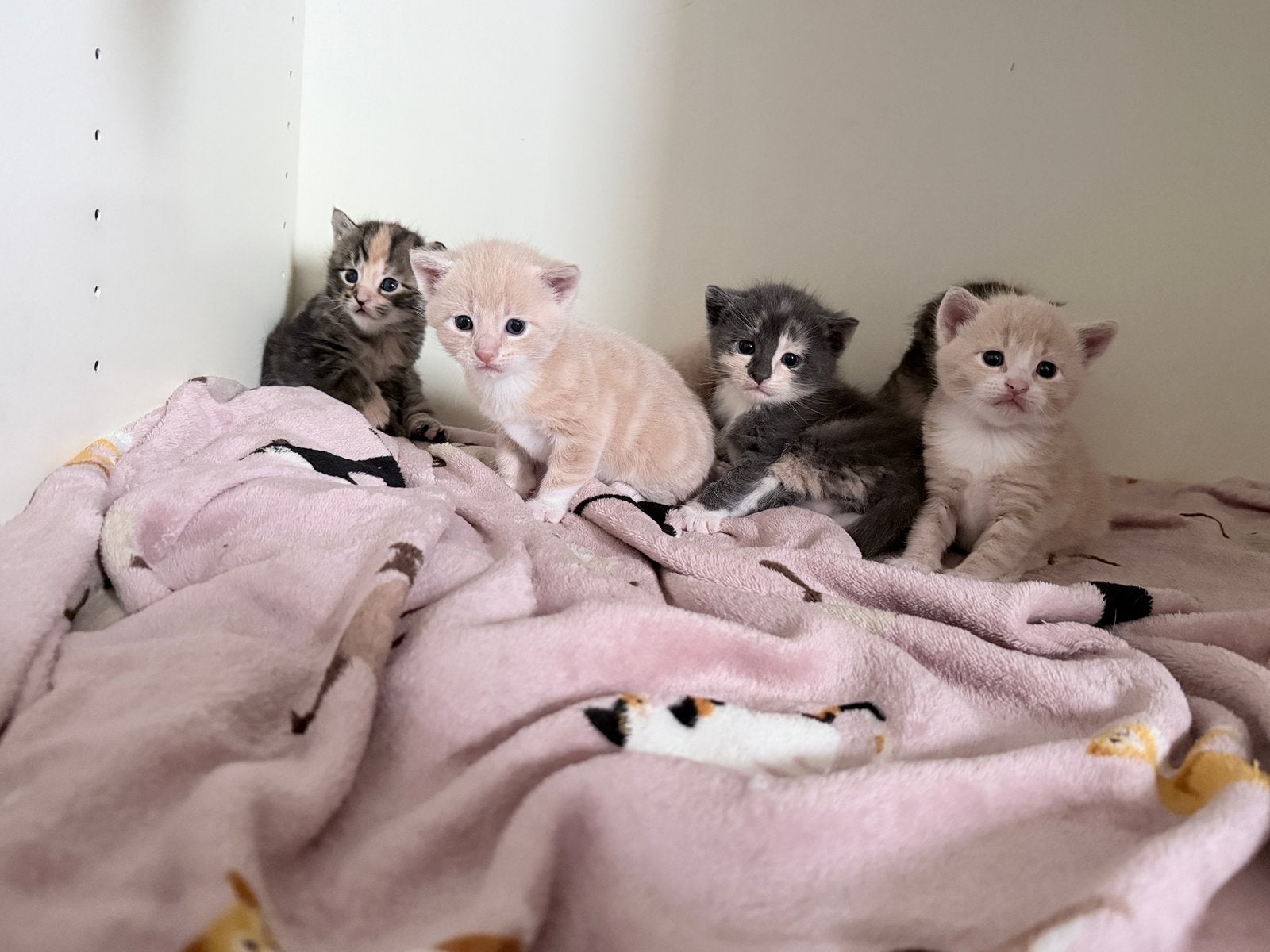 Prachtige knuffelbare kittens, Dieren en Toebehoren, Meerdere dieren