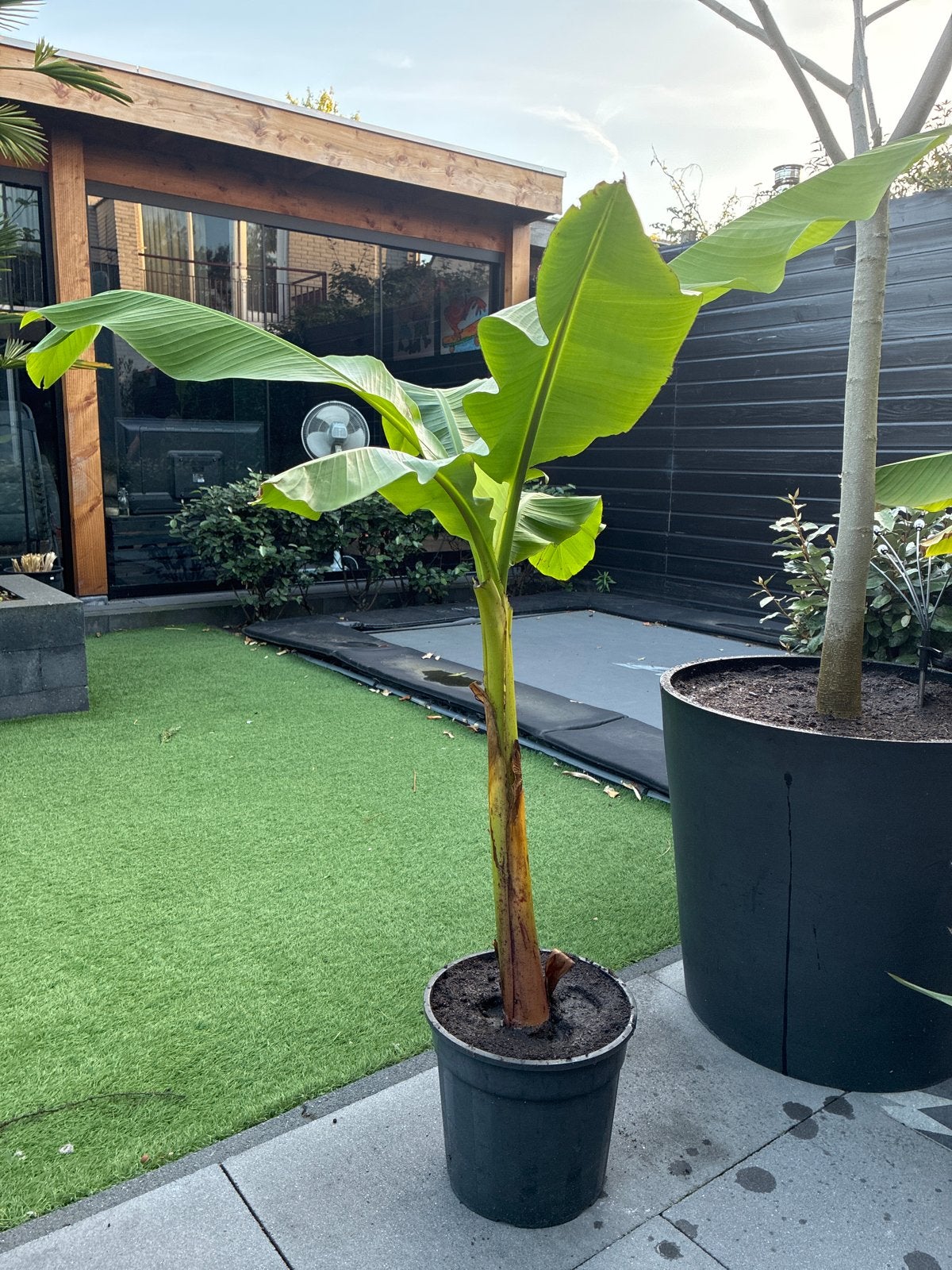 Grote Musa Basjoo stek - 1 meter hoog, Volle zon, Vaste plant, Bloeit niet, Ophalen