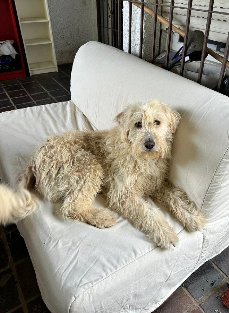 ACE: Lanas is een supergoede en lieve hond, 6 jaar of ouder, Particulier, Buitenland, Teef