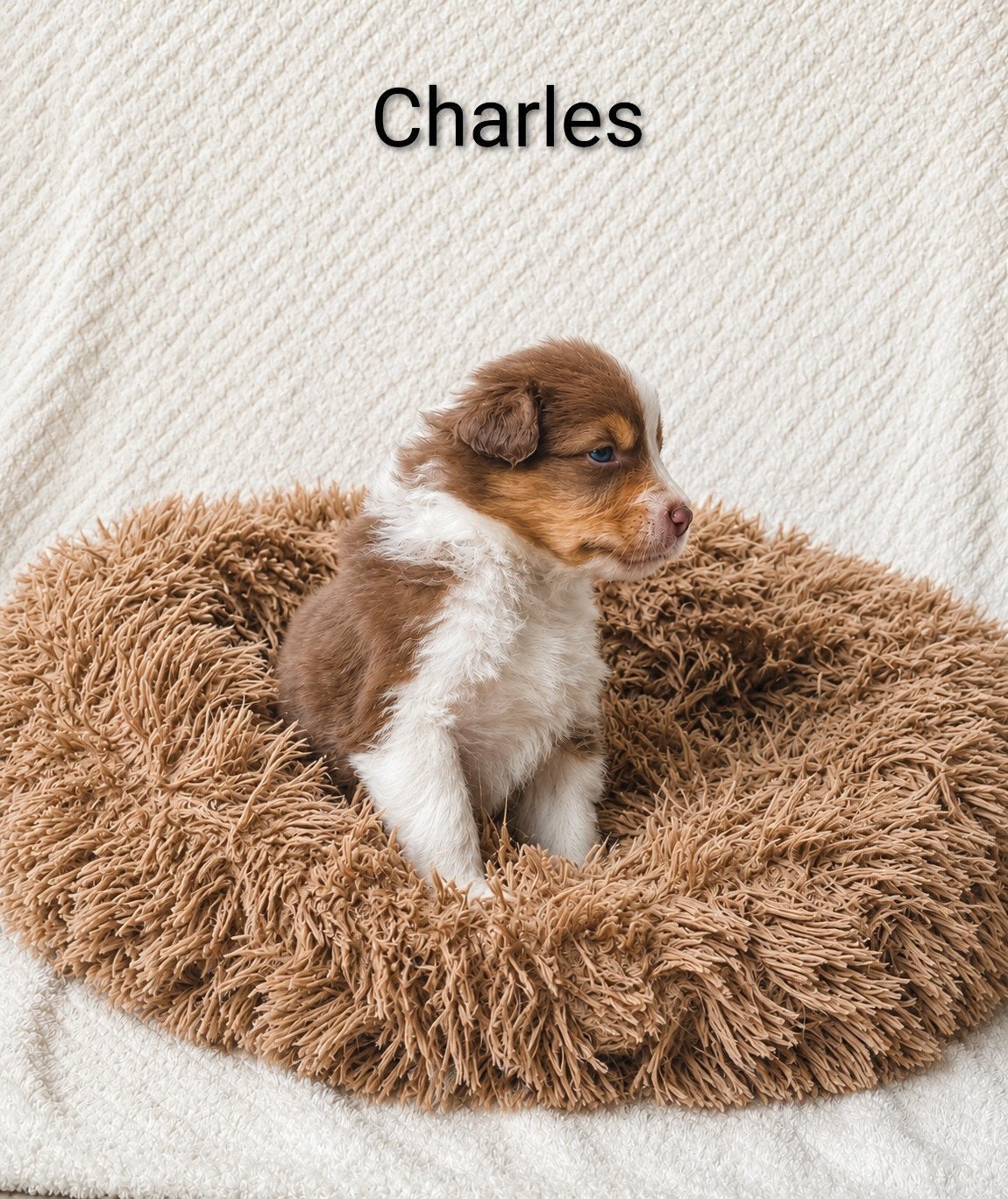 Prachtige Australian Shepherd pups, 8 tot 15 weken, Meerdere, Meerdere dieren, Nederland